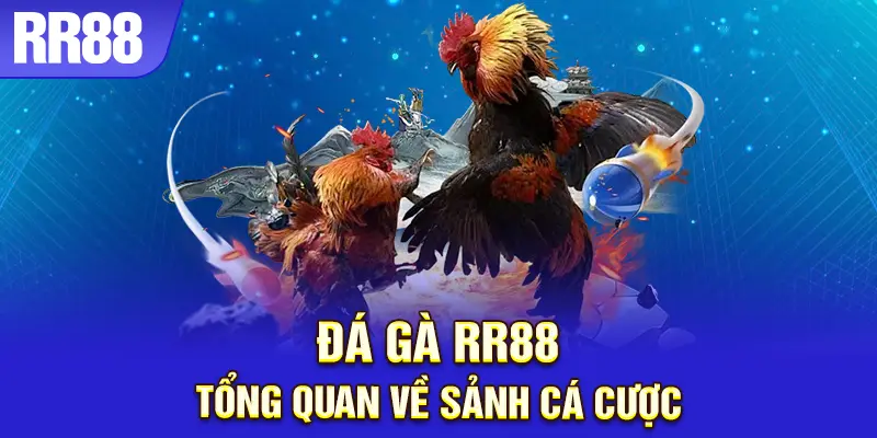 Sân chơi đá gà đậm chất xanh chín tại RR88